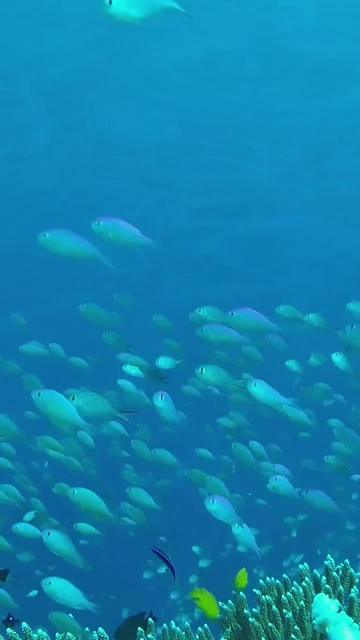 Bohol