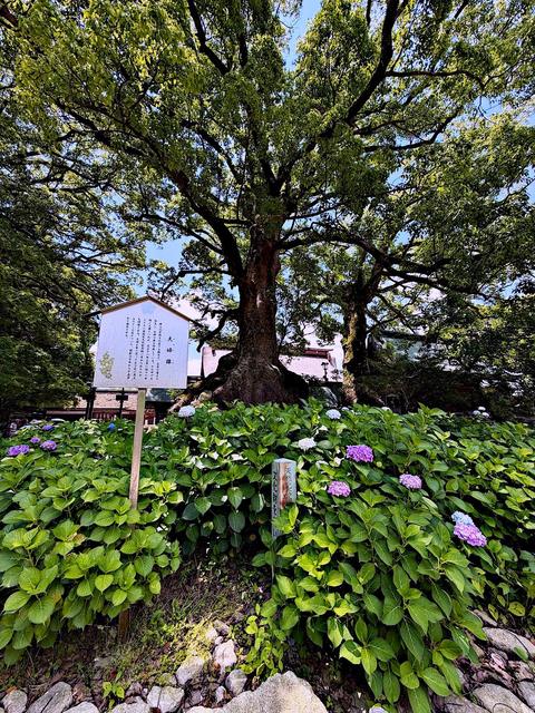 Dazaifu