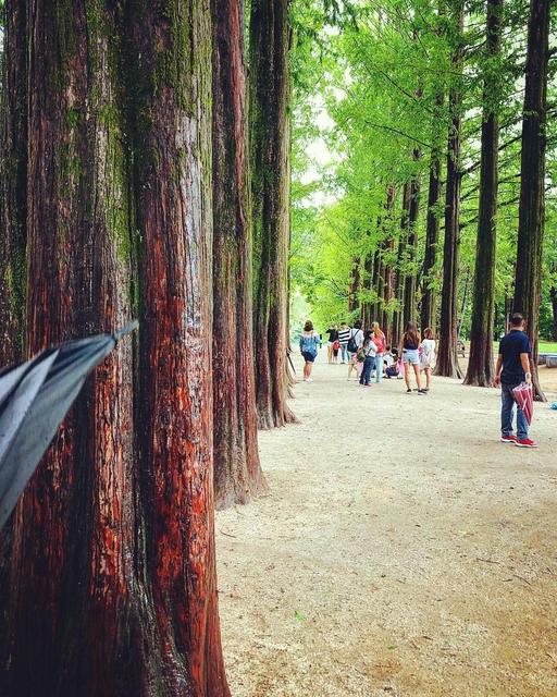 Nami Island 닭갈비 사랑 메밀국시