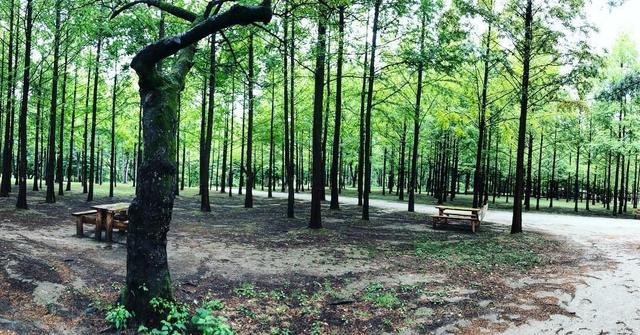 Gapyeong & Nami Island