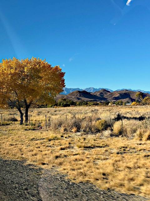 Lone Pine