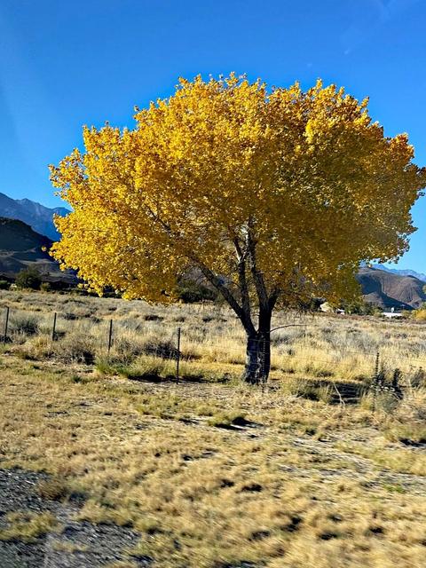 Lone Pine