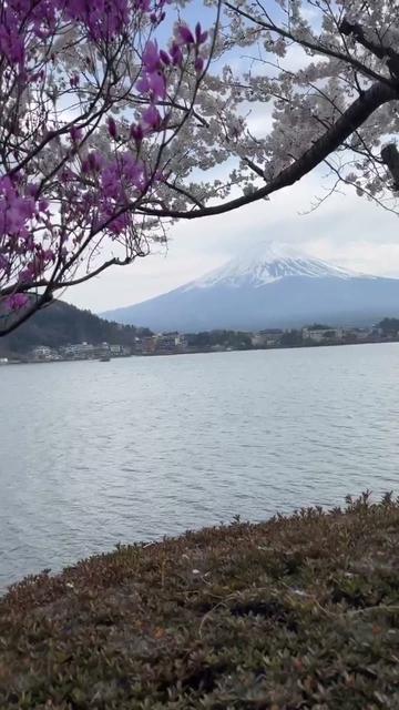 Mt. Fuji & the Five Lakes