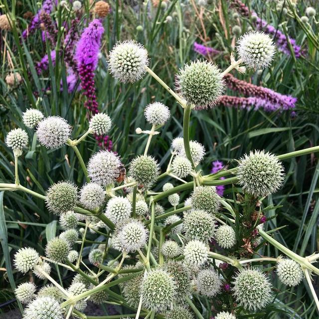 The High Line