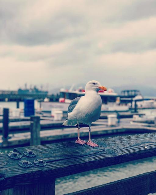 Pier 39