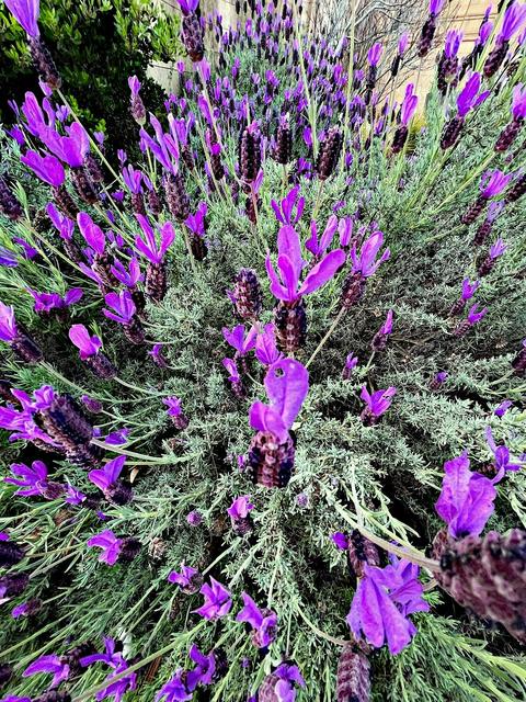San Francisco