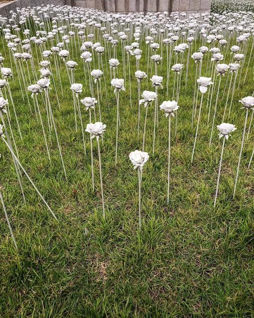 DDP LED Rose Garden